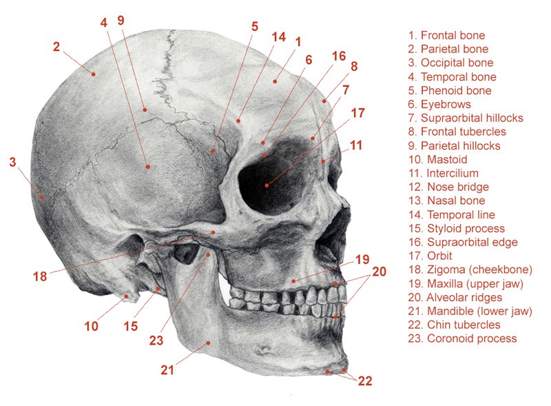skull and bones