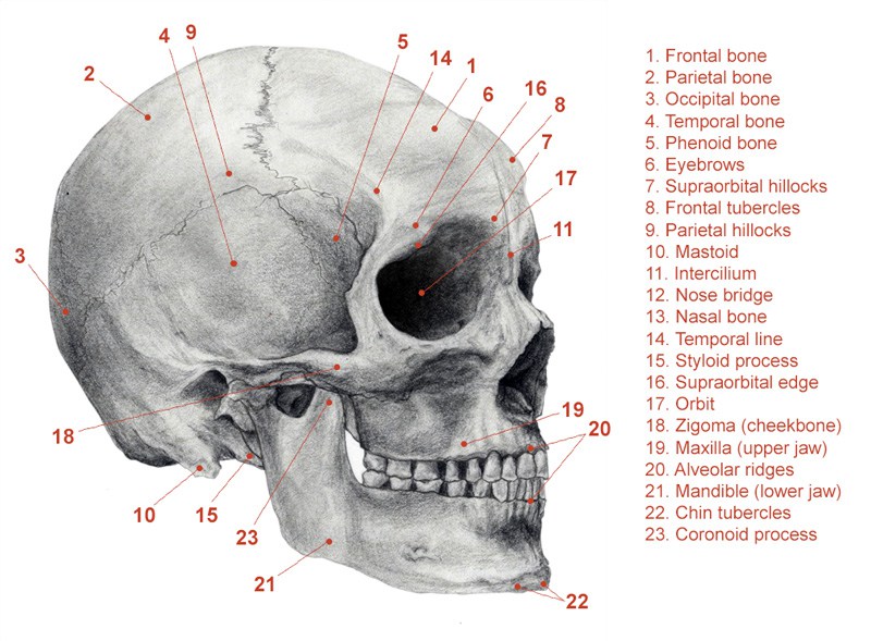 the 8 bones in the human skull